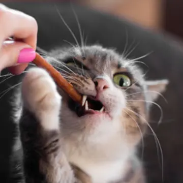 Cat Treats at Love Pet Shop Ambala are the purr-fect way to pamper your feline friend while supporting their health and happiness. We offer a wide selection of crunchy bites, soft chews, lickable treats, dental sticks, and training snacks from trusted pet brands. Made with high-quality, safe, and nutritious ingredients, our treats are designed to satisfy your cat’s taste buds while providing added health benefits.